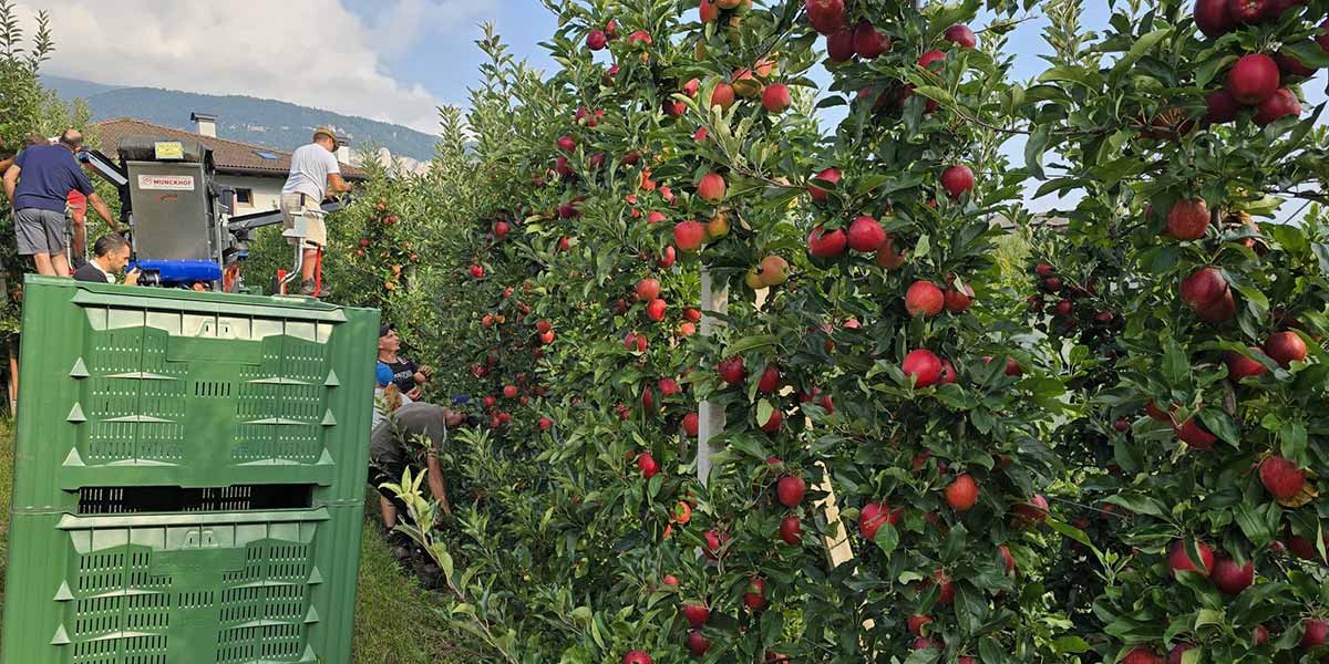 Mele, al via la raccolta nelle valli trentine